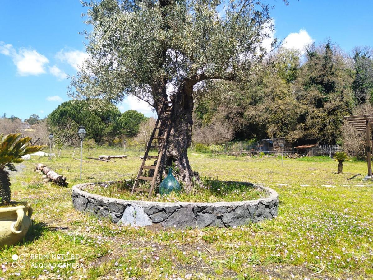 Antico Palmento Dell'Etna Ξενοδοχείο Pedara Εξωτερικό φωτογραφία